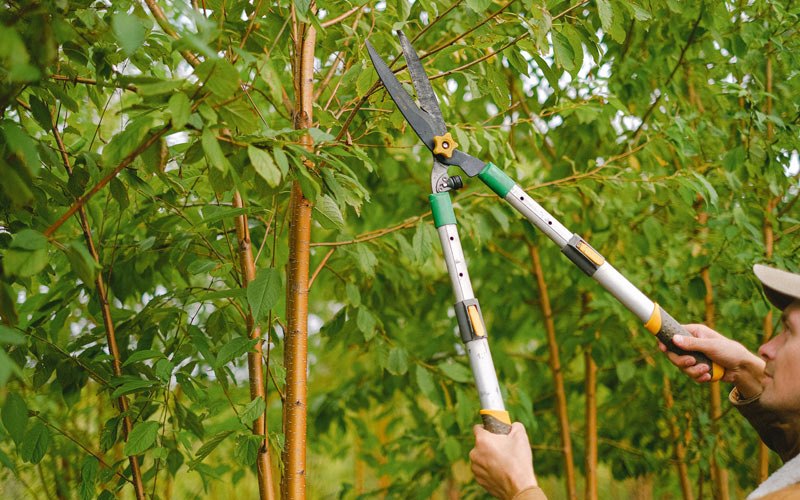 Tree trimming in Portland, ND