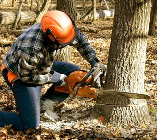 Tree Removal in Portland, ND